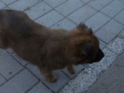 Nando_Zuechter